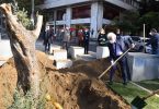 Asırlık 3 Zeytin Ağacı Şişli'de