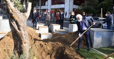 Asırlık 3 Zeytin Ağacı Şişli'de