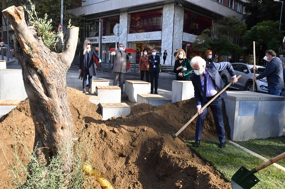 Asırlık 3 Zeytin Ağacı Şişli'de
